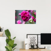 Affiche Rose Rose Photographie (Bureau à domicile)