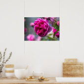 Affiche Rose Rose Photographie (Cuisine)