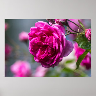 Affiche Rose Rose Photographie