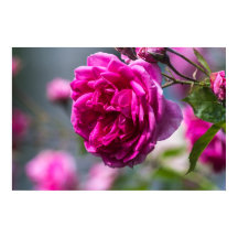 Affiche Rose Rose Photographie