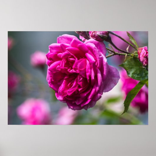 Affiche Rose Rose Photographie (Devant)