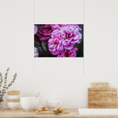 Affiche Roses Roses Douces  (Cuisine)