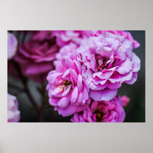 Affiche Roses Roses Douces
