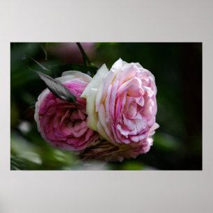 Affiche Roses Roses - Duo Épanoui