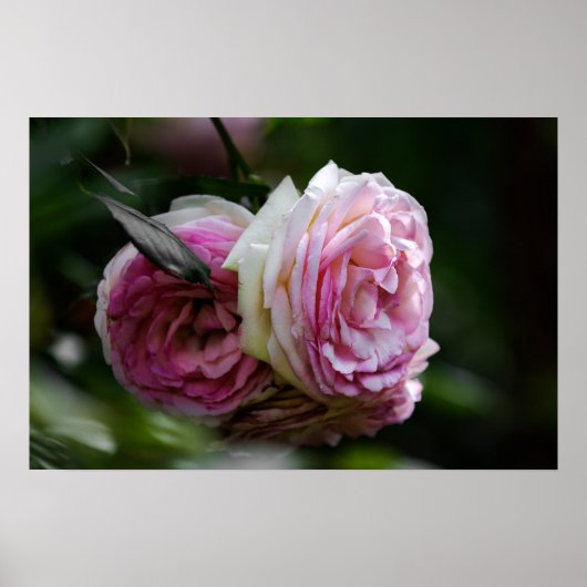 Affiche Roses Roses - Duo Épanoui (Devant)