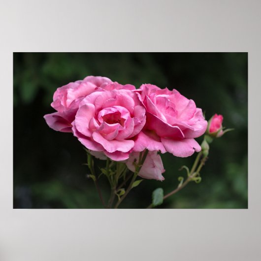Affiche Roses Roses Photographie (Devant)