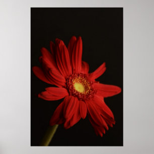 Affiche rouge de marguerite {macro}