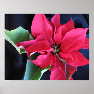 Affiche rouge de poinsettia