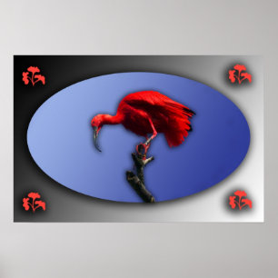 Affiche rouge d'IBIS