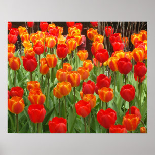 Affiche rouge et orange de lucette de tulipes