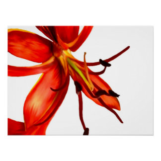 Affiche Royal Poinciana