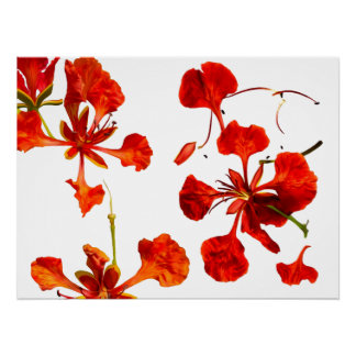 Affiche Royal Poinciana