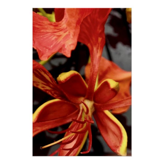 Affiche Royal Poinciana (Devant)