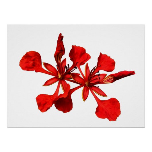 Affiche Royal Poinciana (Devant)