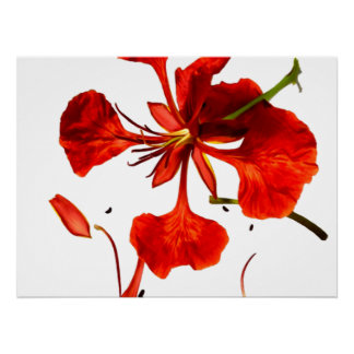 Affiche Royal Poinciana