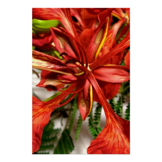 Affiche Royal Poinciana (Devant)