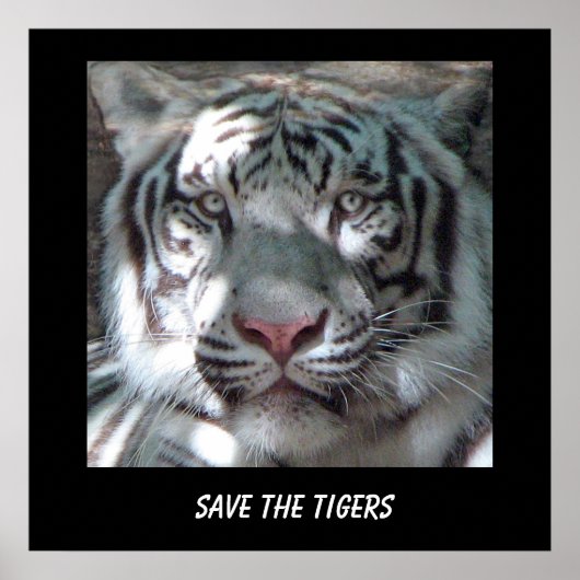 Affiche Sauver le Tigre (Devant)