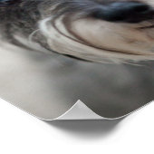 Affiche Schnauzer Dog (Coin)