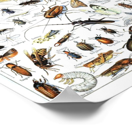 Affiche scientifique sur les insectes et les insec (Coin)