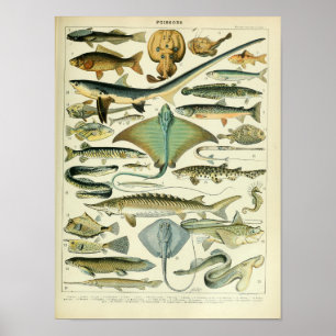 affiche scientifique vintage sur le poisson animal
