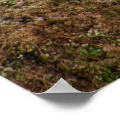 Affiche Scimitar Horned Oryx (Coin)