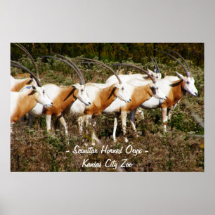 Affiche Scimitar Horned Oryx