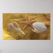 Affiche Sea Shells (Devant)