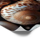 Affiche Sea Shells (Coin)