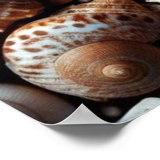 Affiche Sea Shells (Coin)