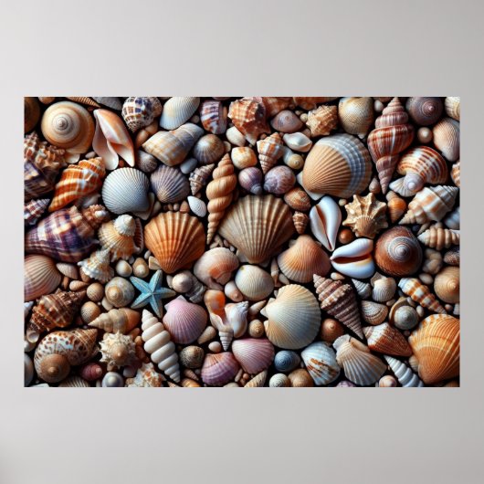 Affiche Sea Shells (Devant)
