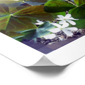 Affiche shamrock (Coin)