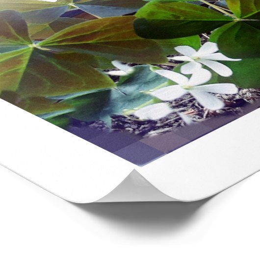 Affiche shamrock (Coin)