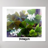 Affiche shamrock (Devant)