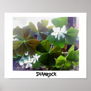 Affiche shamrock