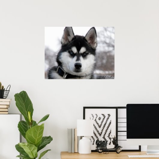 Affiche Sibérienne Husky Puppy (Bureau à domicile)