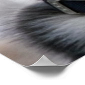 Affiche Sibérienne Husky Puppy (Coin)