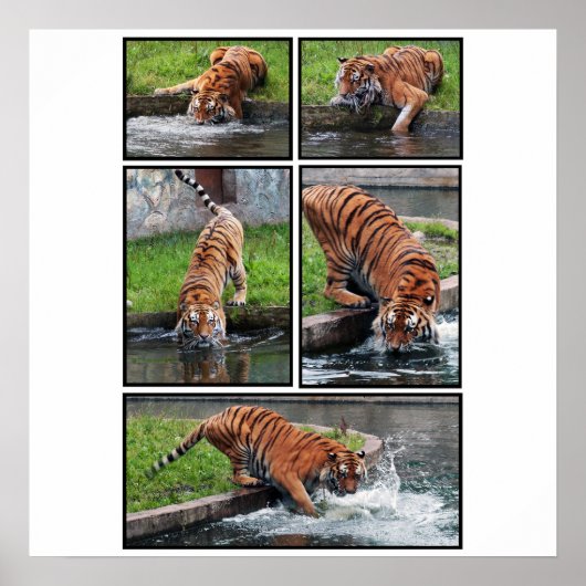 Affiche sibérienne sur tigre (Devant)