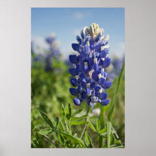 Affiche simple du Texas de Bluebonnet