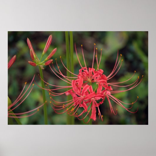 Affiche Spider Lily (Devant)