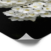 Affiche Spirea Arguta (Coin)