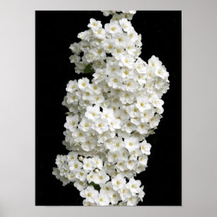 Affiche Spirea Arguta