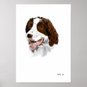 Affiche Springer Spaniel (Devant)