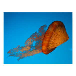 Affiche sud-américaine d'ortie de mer