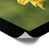 Affiche SunFlower (Coin)