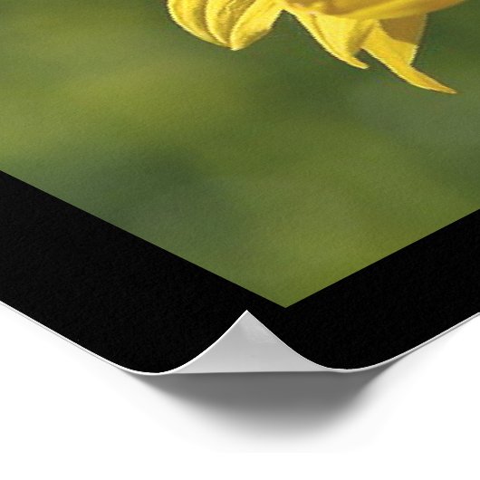 Affiche SunFlower (Coin)