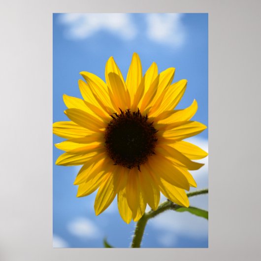 Affiche Sunflower et Blue Sky (Devant)