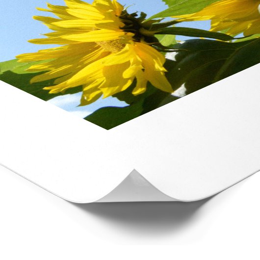 Affiche Sunflowers & Sunshine (Coin)
