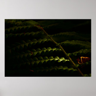 Affiche Sunlit woodland founs (6174)