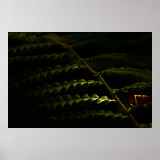 Affiche Sunlit woodland founs (6174) (Devant)