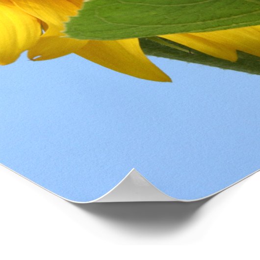 Affiche Sunny Sunflower (Coin)